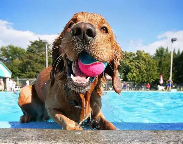 Best Above Ground Pools for Dogs in 2023 - Buying guide & Test results