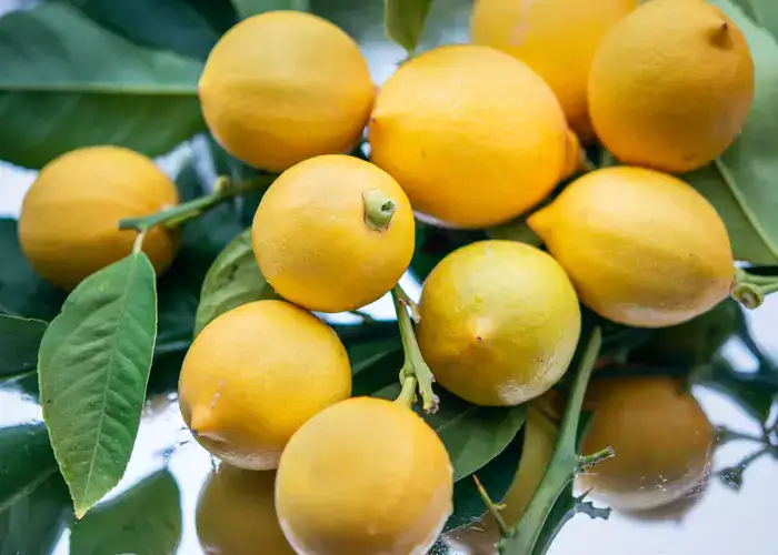 Best Fertilizer for Citrus Trees: Supercharge Your Citrus Trees
