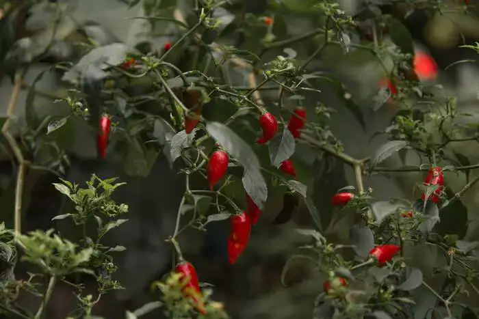 Best Fertilizer for Peppers: Secret to a Thriving Pepper Garden