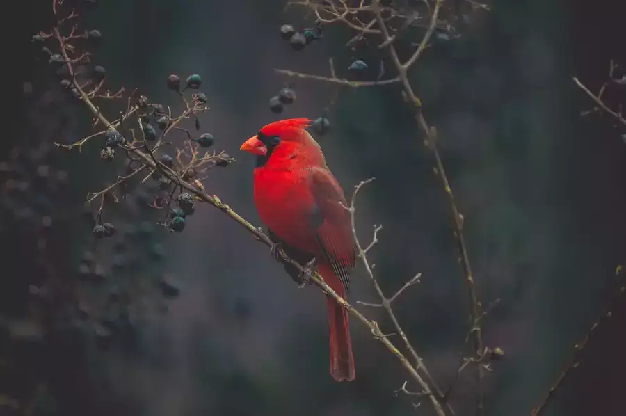 Best Birdseed for Cardinals
